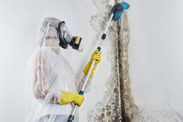 Why You Should Choose Our Mold Remediation Services in Eagle, ID